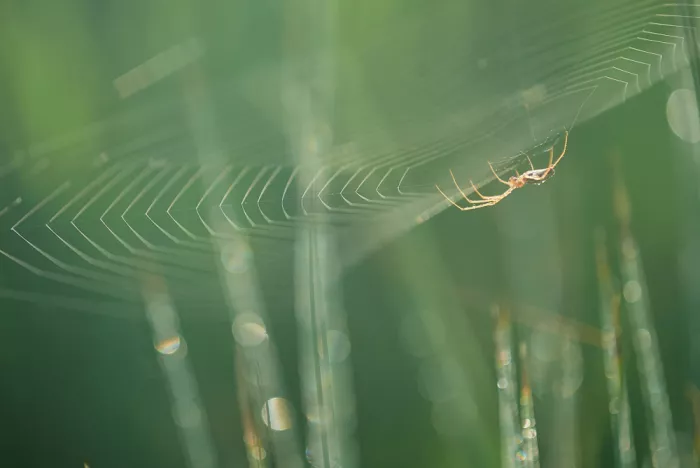 Baekelandt, Luc: Spiderman