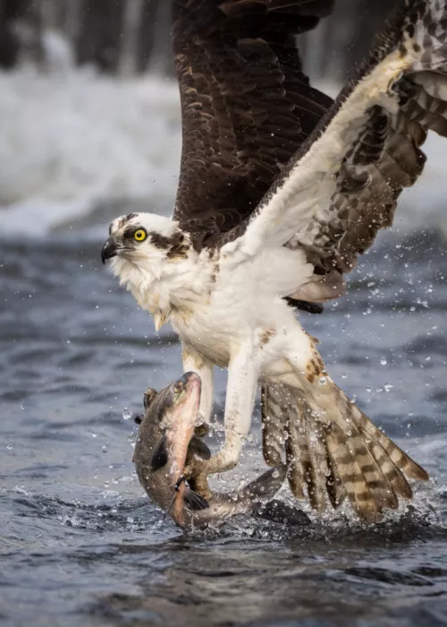 Lai, Vicki: Fischadler bei der Jagd