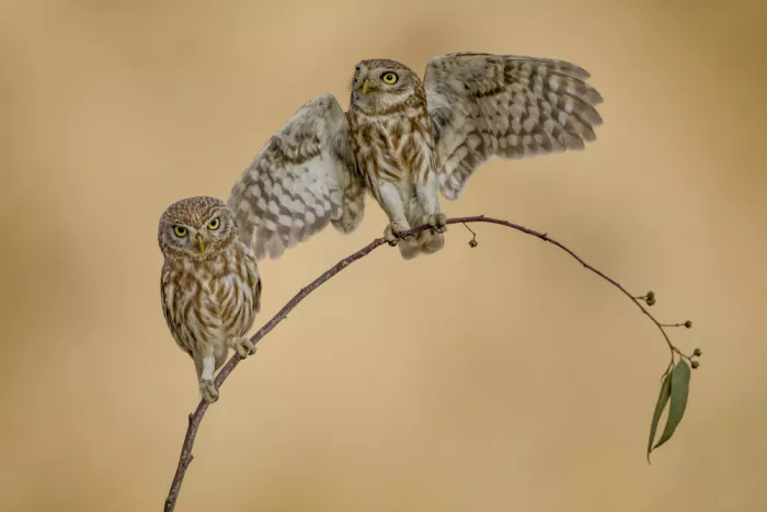 Manusevich, David: Petites Chouettes