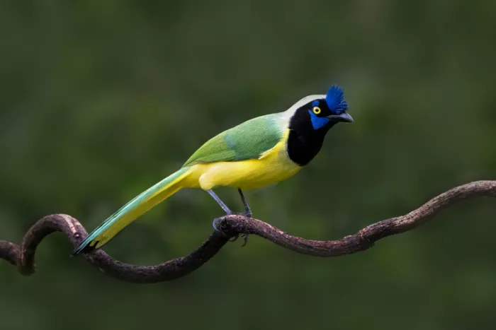 Xu, Sheila: A Green Jay