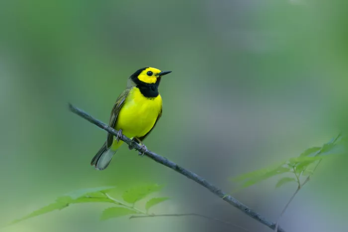 Zhang, ZY: Kapuzenwaldsänger