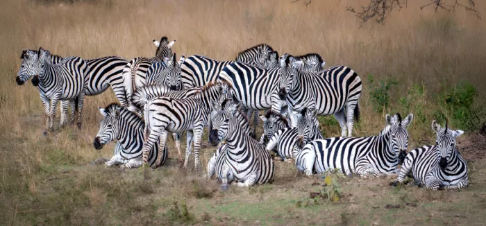 B, Sophie: A dazzle of zebras