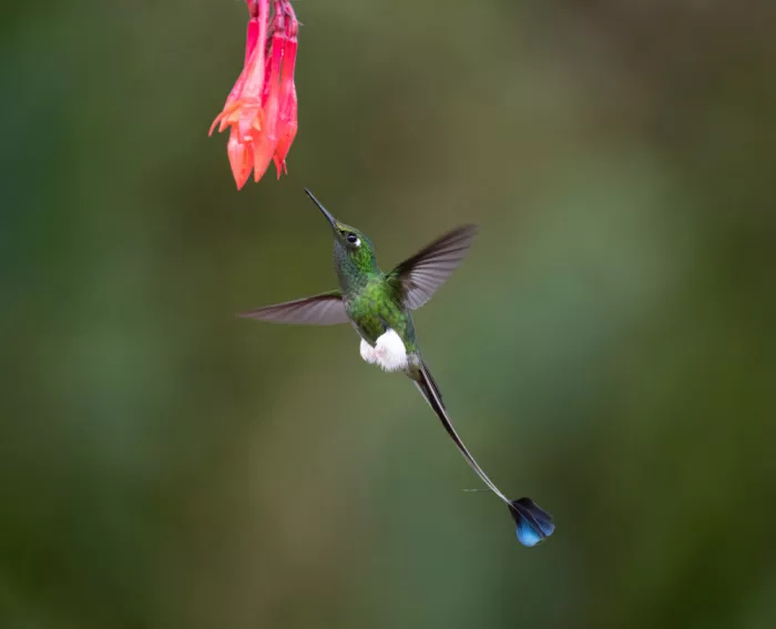 Yu, Tony: White-booted Racket-tail