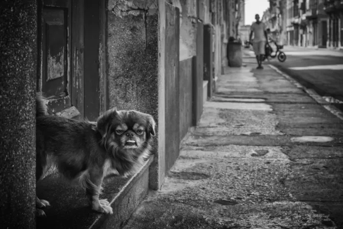 Stranak, Pavol: Wachhund