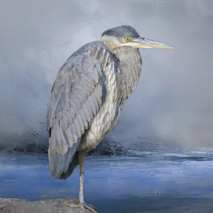 Endres, O Robert: Great Blue Heron Rests