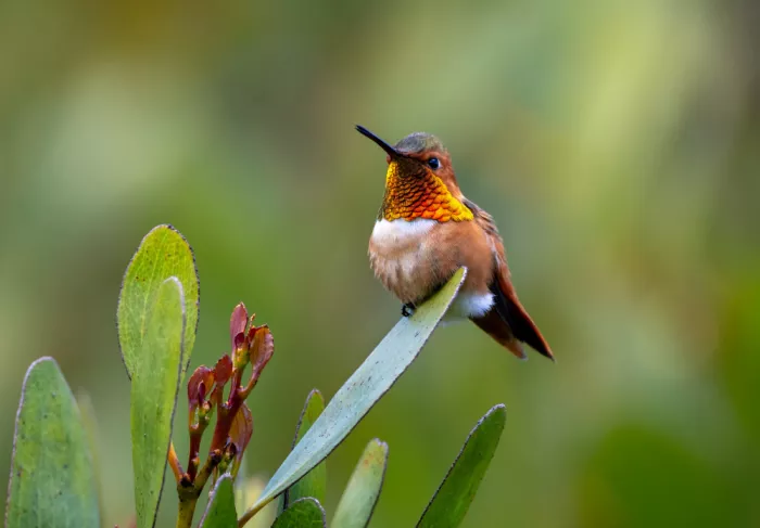 W, Joanna: Ein Kolibri