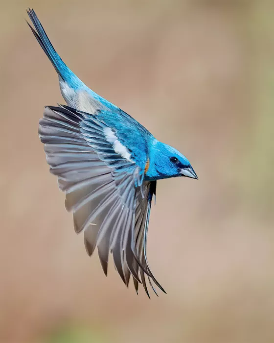 Lipinghu: Beautiful flying posture