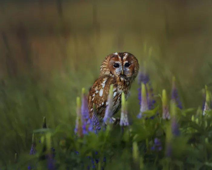 Firešová, Michaela: The Floral Guardian