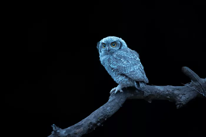 Wang, Victor: Un jeune observateur de la nuit (Petit-duc des montagnes)
