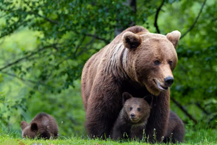 Goran, Tony: Teddybär