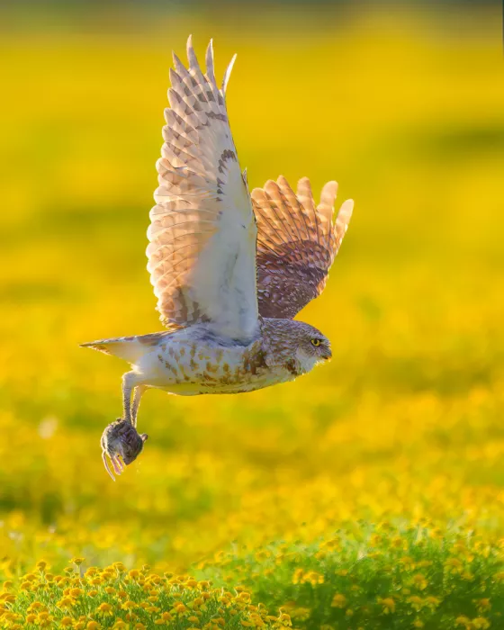 He, Mike: A Burrowing Owl and his Breakfast