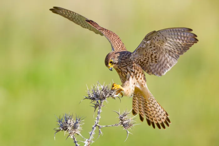 Manusevich, David: Kestrel’s Perch