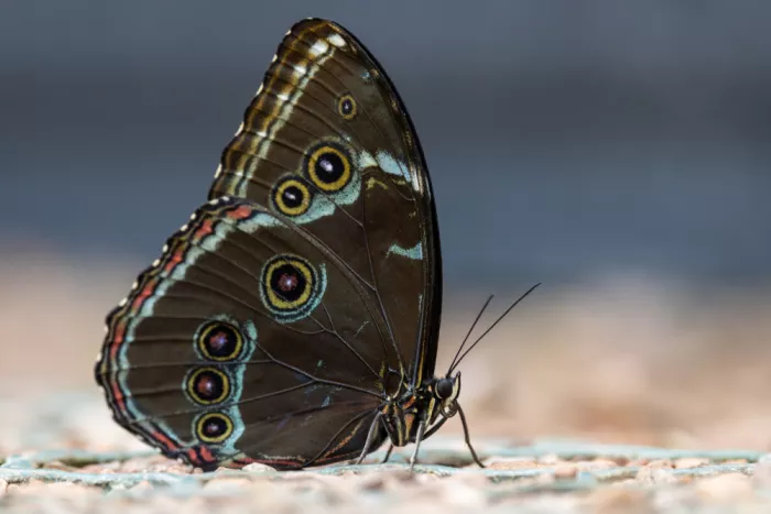 Ronnie, Khan Azim: Morpho peleides