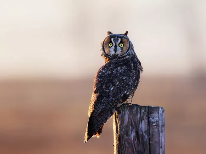 (吉星高照), Taksing: Long-eared owl