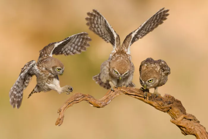 Manusevich, David: Petites chouettes