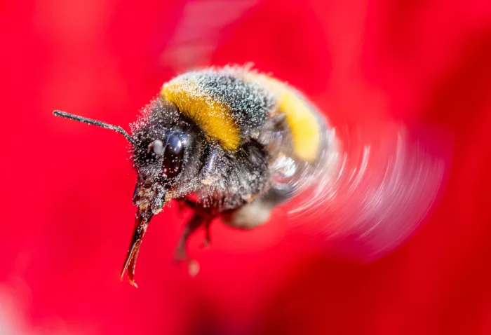 Mendoza, Danny: Poppy bumble