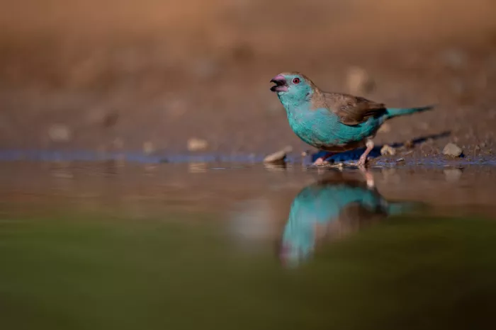 Pozzi, Marco: Blue