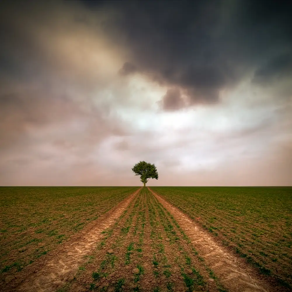 Krol, Bax Piotr: un árbol...