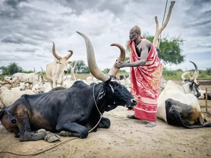 Yosifov, Svetlin: Mundari cattle,Man
