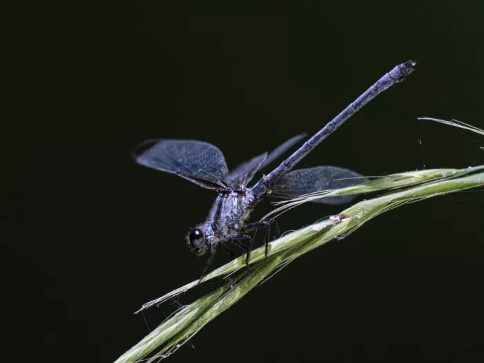 akyurt, engin: Blue Dragonfly