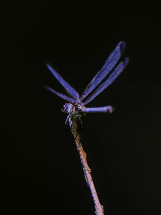 akyurt, engin: Blue Dragonfly