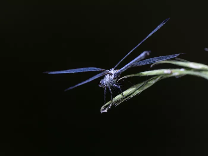 akyurt, engin: Blue Dragonfly