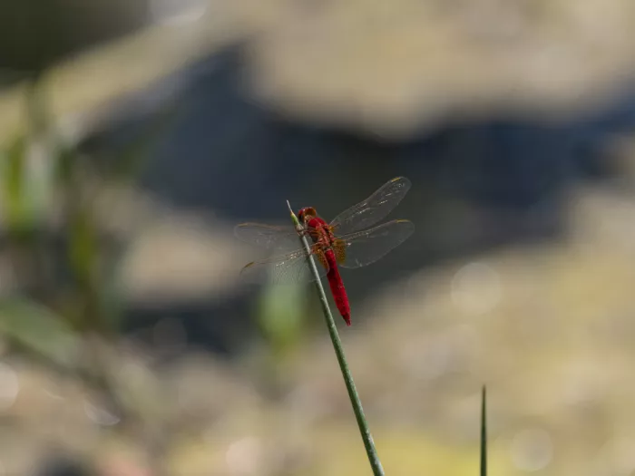 akyurt, engin: Red Dragonfly