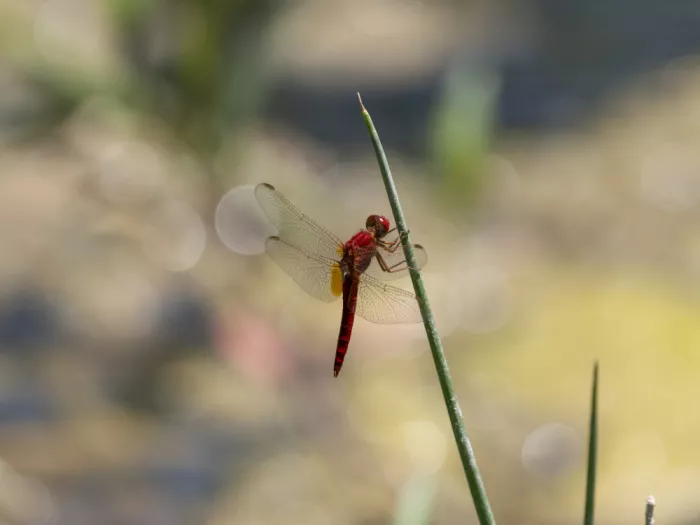 akyurt, engin: Red Dragonfly