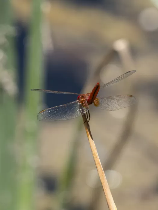 akyurt, engin: Red Dragonfly
