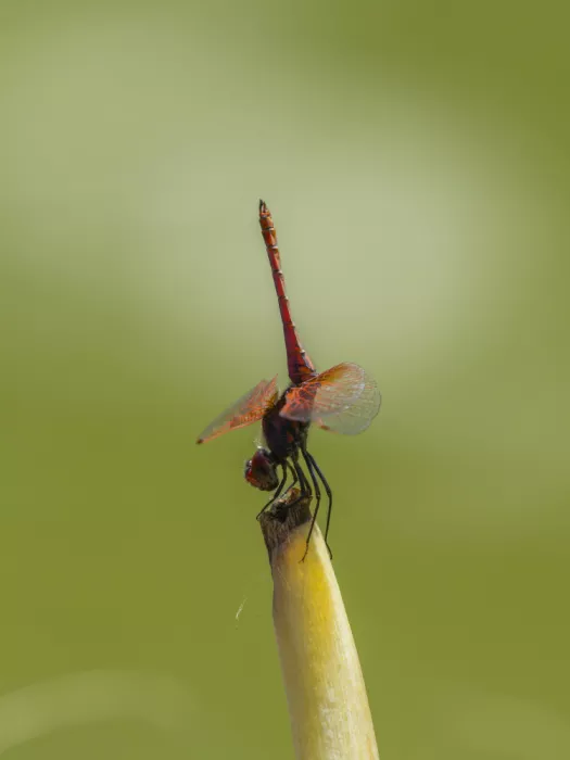 akyurt, engin: Red Dragonfly