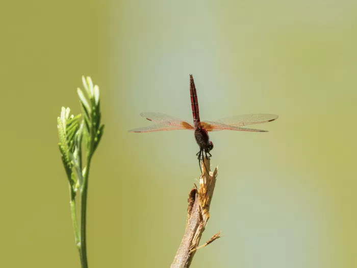 akyurt, engin: Red Dragonfly
