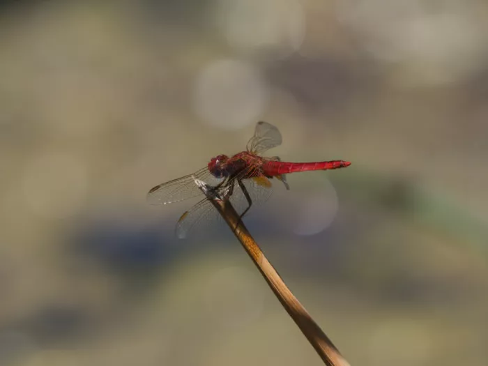 akyurt, engin: Red Dragonfly