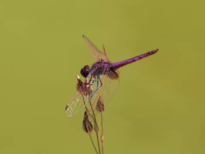 akyurt, engin: Red Dragonfly