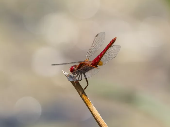 akyurt, engin: Red Dragonfly