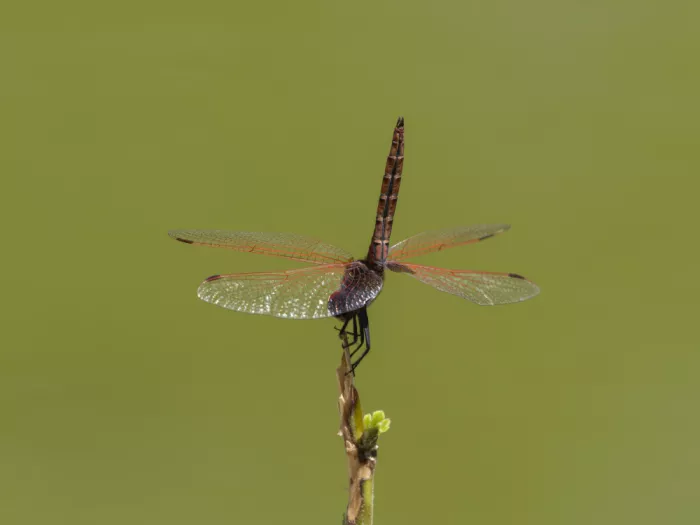 akyurt, engin: Red Dragonfly