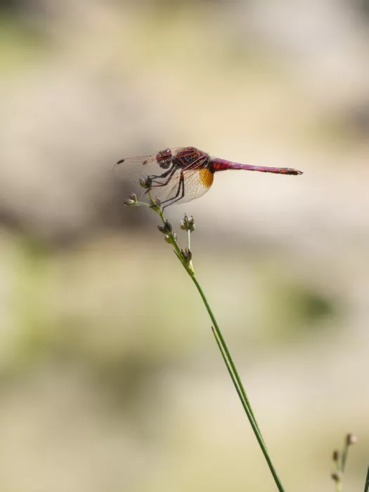 akyurt, engin: Red Dragonfly