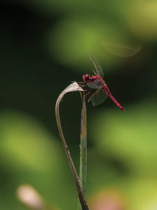 akyurt, engin: Red Dragonfly