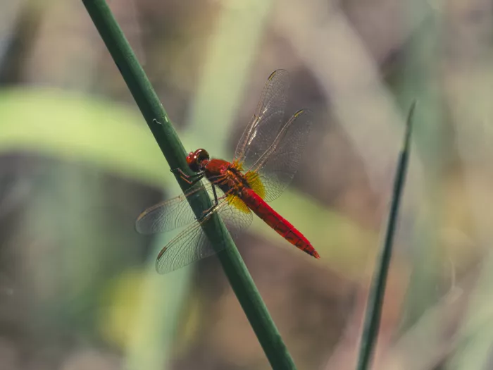 akyurt, engin: Red Dragonfly