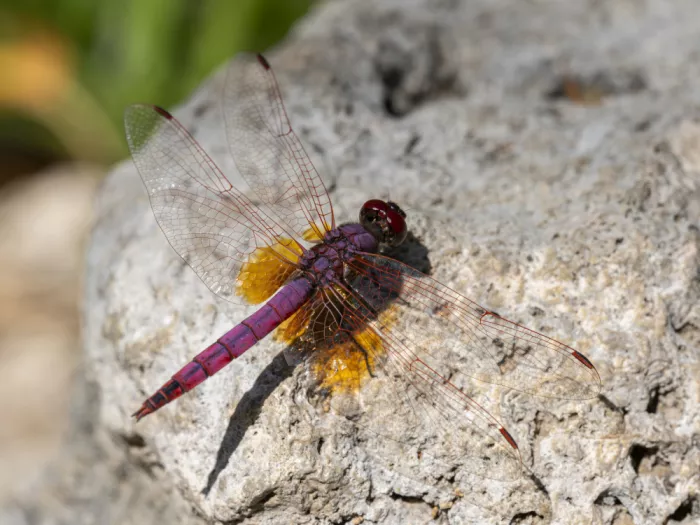 akyurt, engin: Red Dragonfly
