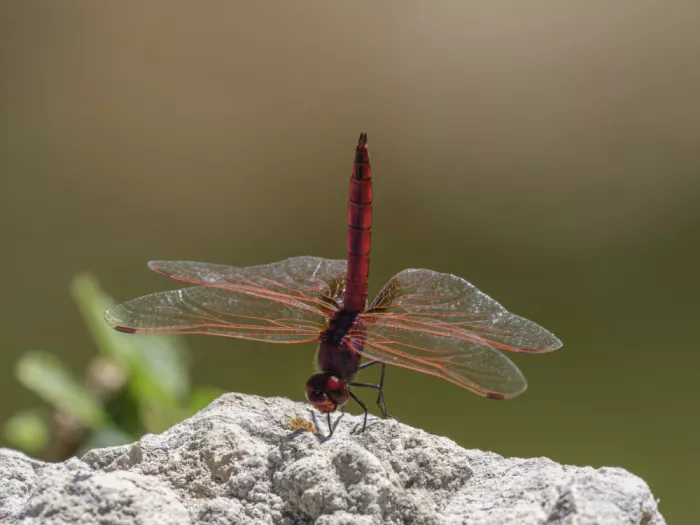 akyurt, engin: Red Dragonfly