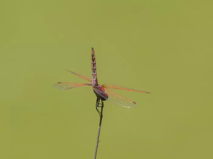 akyurt, engin: Red Dragonfly