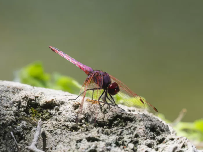 akyurt, engin: Red Dragonfly