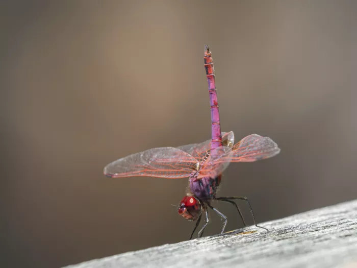 akyurt, engin: Red Dragonfly