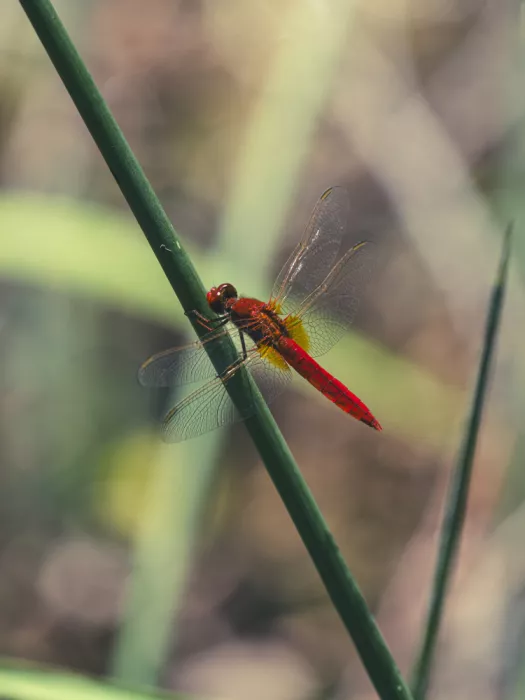 akyurt, engin: Red Dragonfly