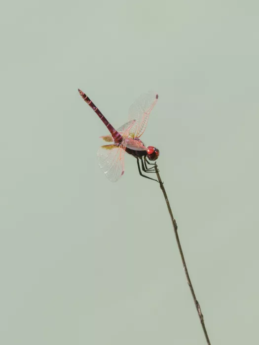 akyurt, engin: Red Dragonfly
