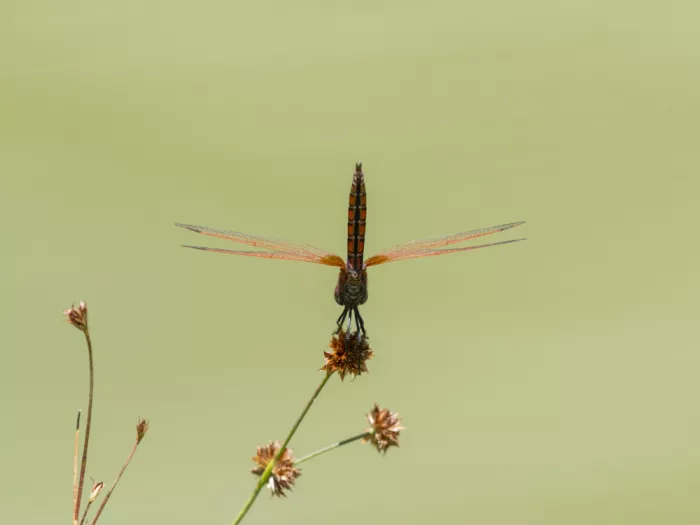 akyurt, engin: Red Dragonfly