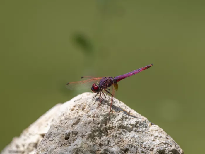 akyurt, engin: Red Dragonfly