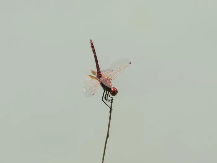 akyurt, engin: Red Dragonfly