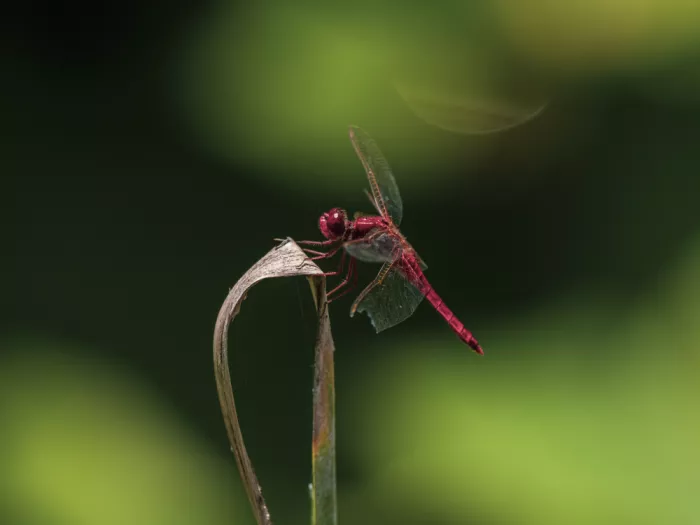 akyurt, engin: Red Dragonfly