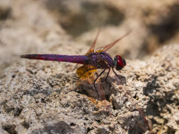 akyurt, engin: Red Dragonfly